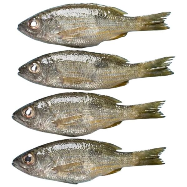 Fresh Naizer Fish Whole Cleaned 500 g