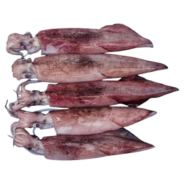 Fresh Squid Whole Not Cleaned 500 g