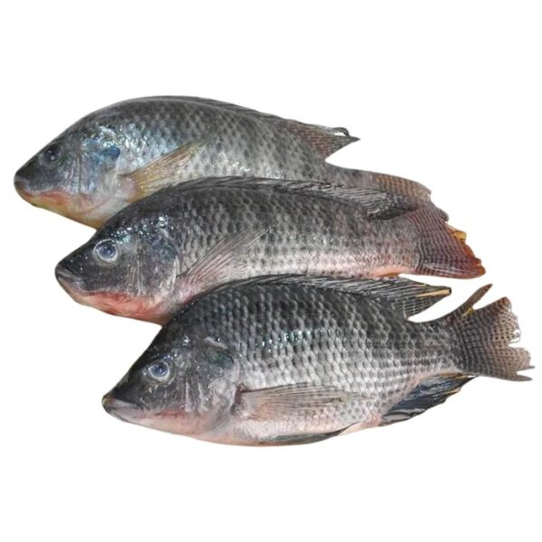 Live Tilapia Fish Whole Cleaned 1 kg
